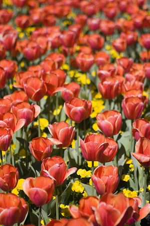 Field of orange tulips.jpg